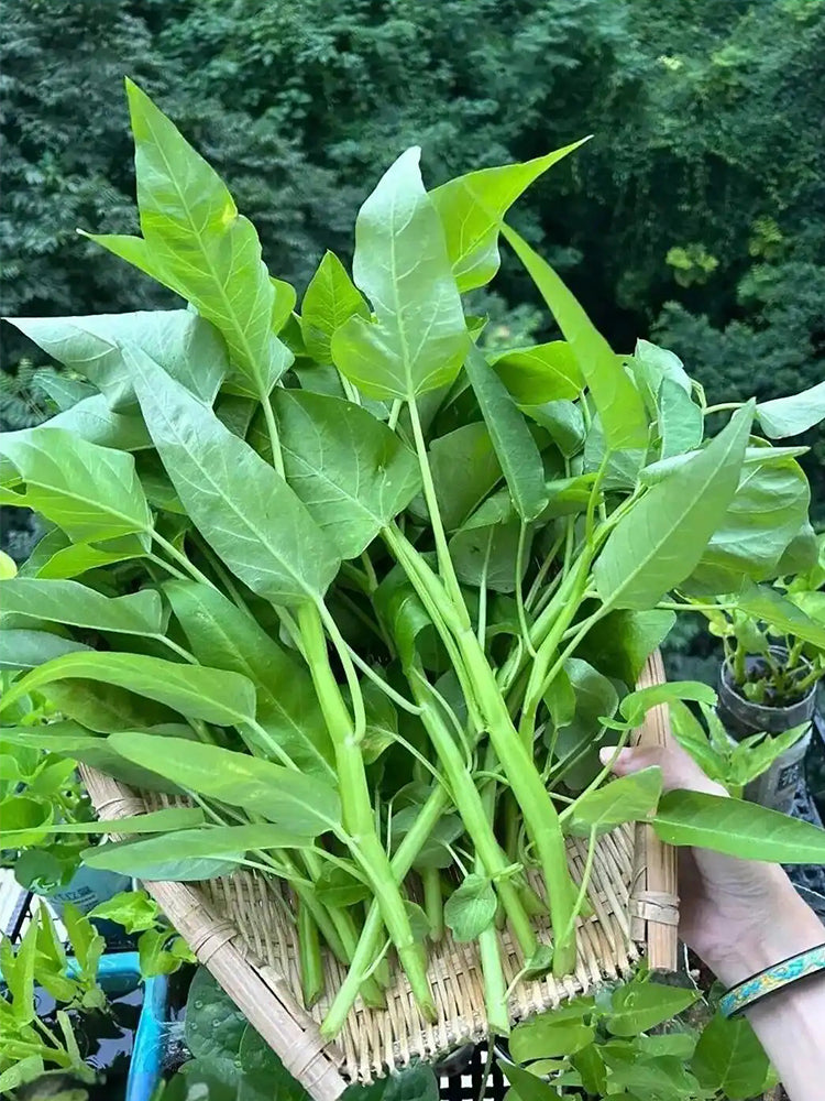 Thai Large Leaf Water Spinach