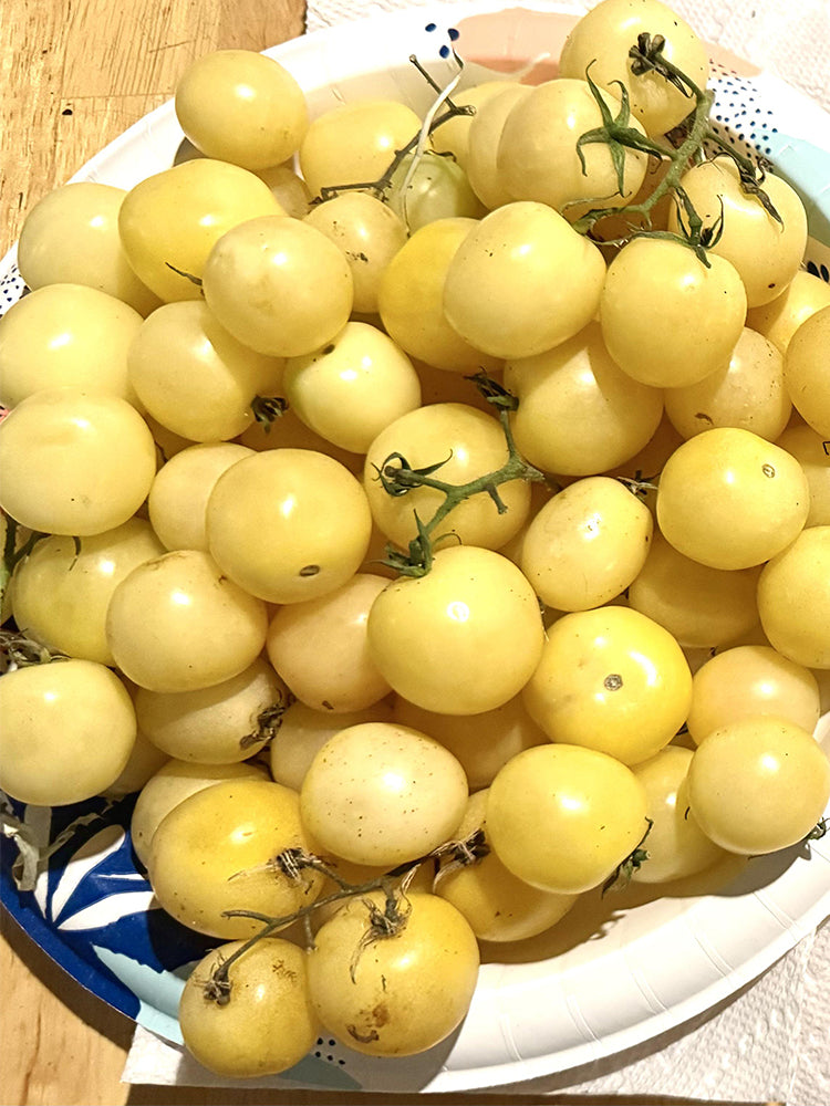 Italian Ice Cherry Tomato