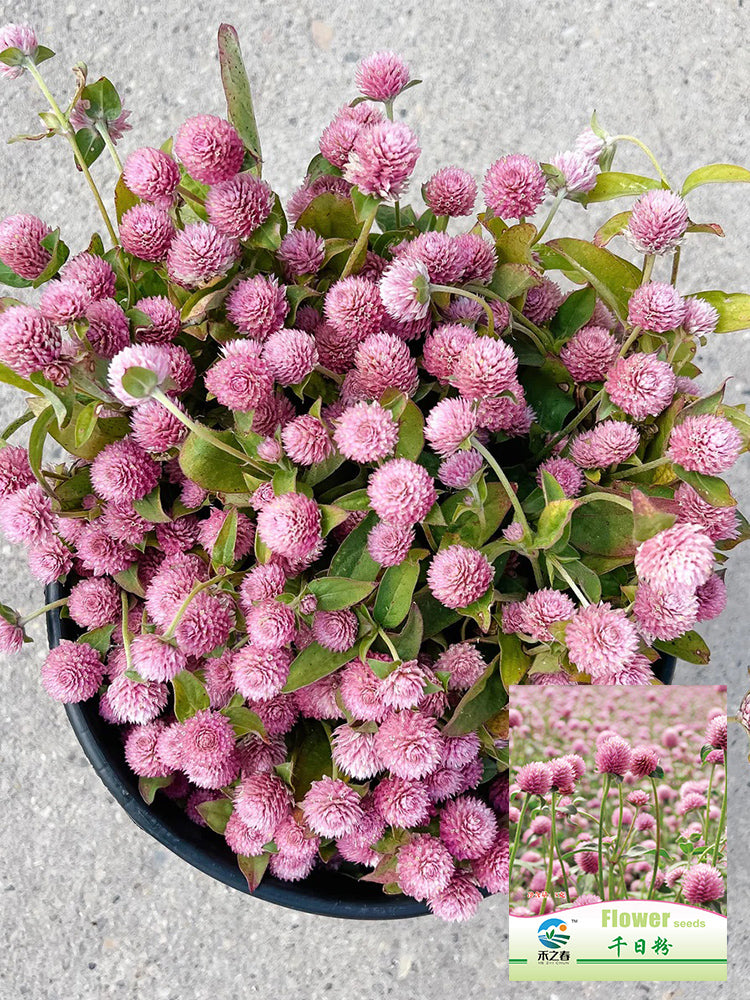 Hezhichun Pink Globe Amaranth