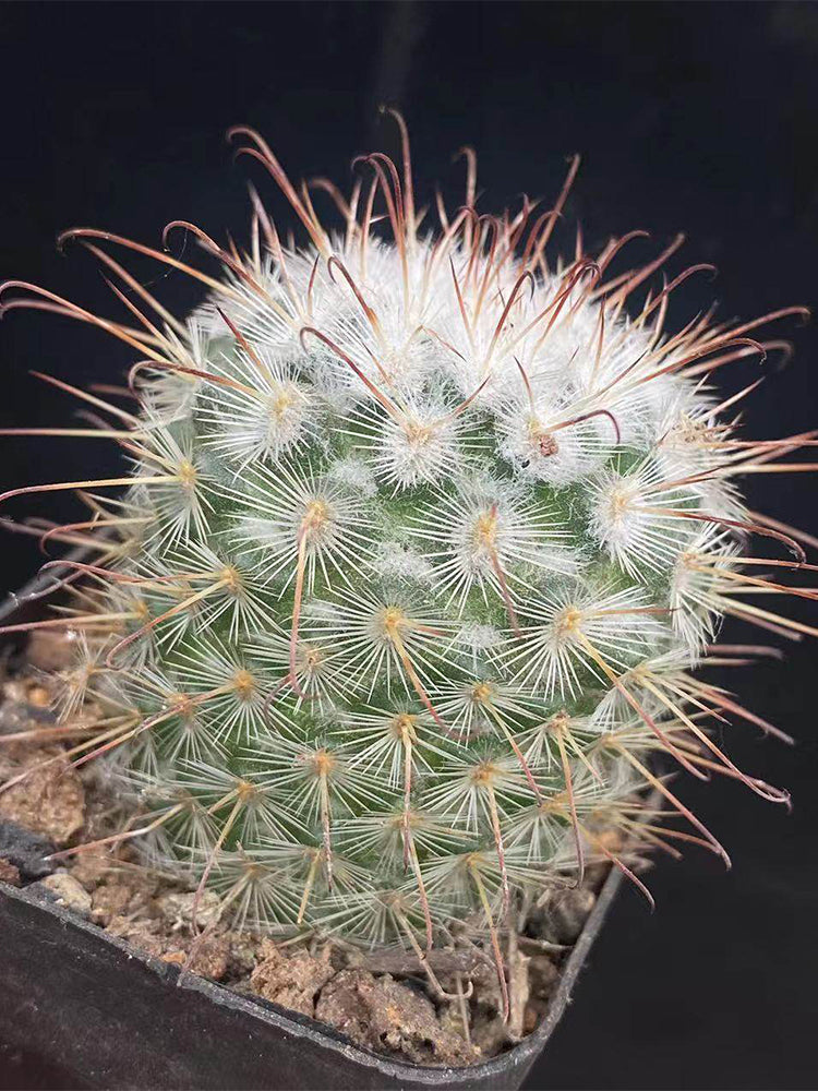 Mammillaria bombycina