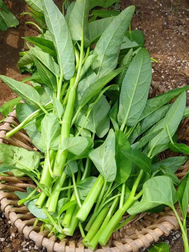 Three-Forked Water Spinach