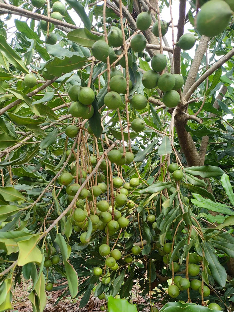 Macadamia Nut