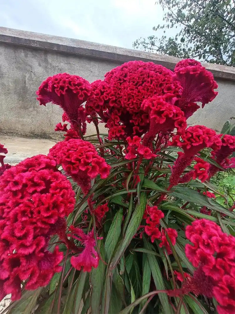 Hezhichun Red Cockscomb