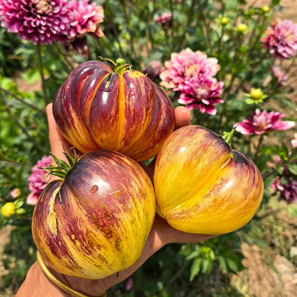 801 Sweet Blue F5 Tomato