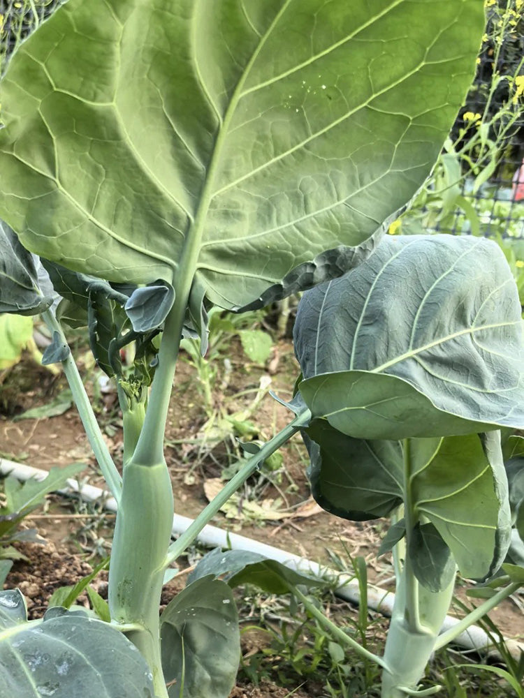 'Jiemei Improved Xianggu' Chinese Kale