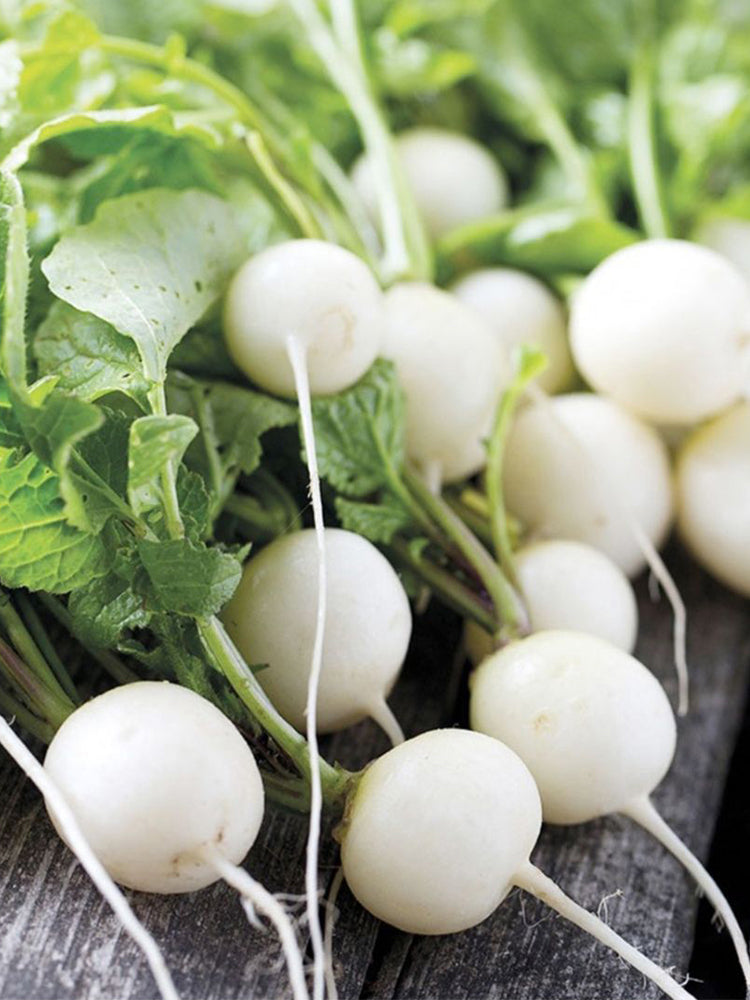 White Cherry Radish Hybrid