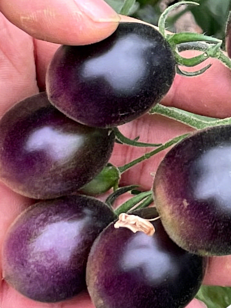 Black Jade Cherry Tomato