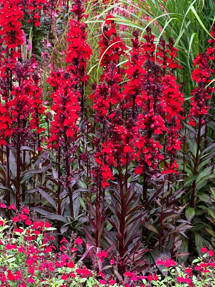 'Queen Victoria' Cardinal Flower