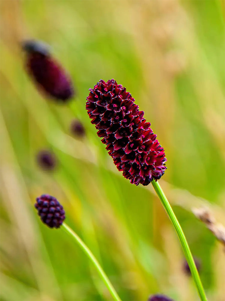 Great Burnet