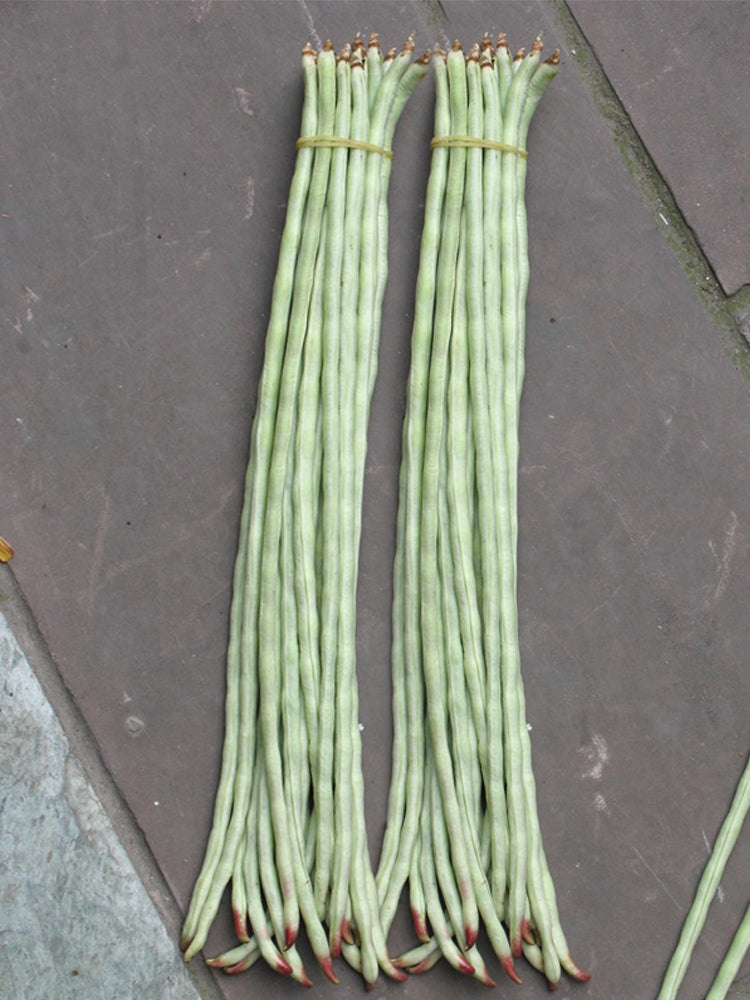 Ningjiang No.3 Yardlong Beans