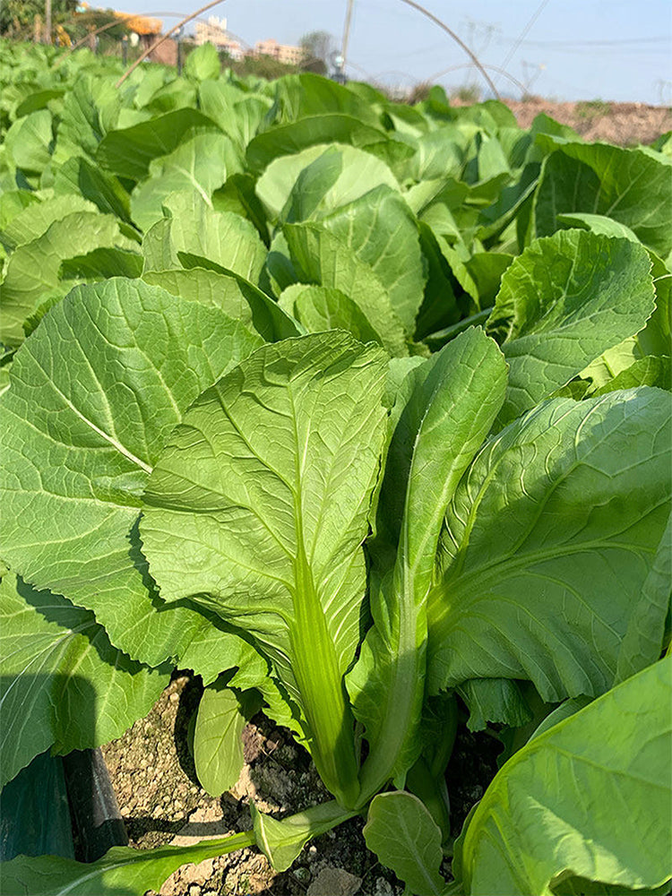 'Bianhe Darou' Sweet Leaf Mustard