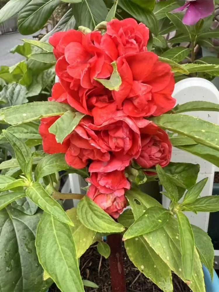 Red Garden Balsam Double Flowers (Impatiens balsamena.L)