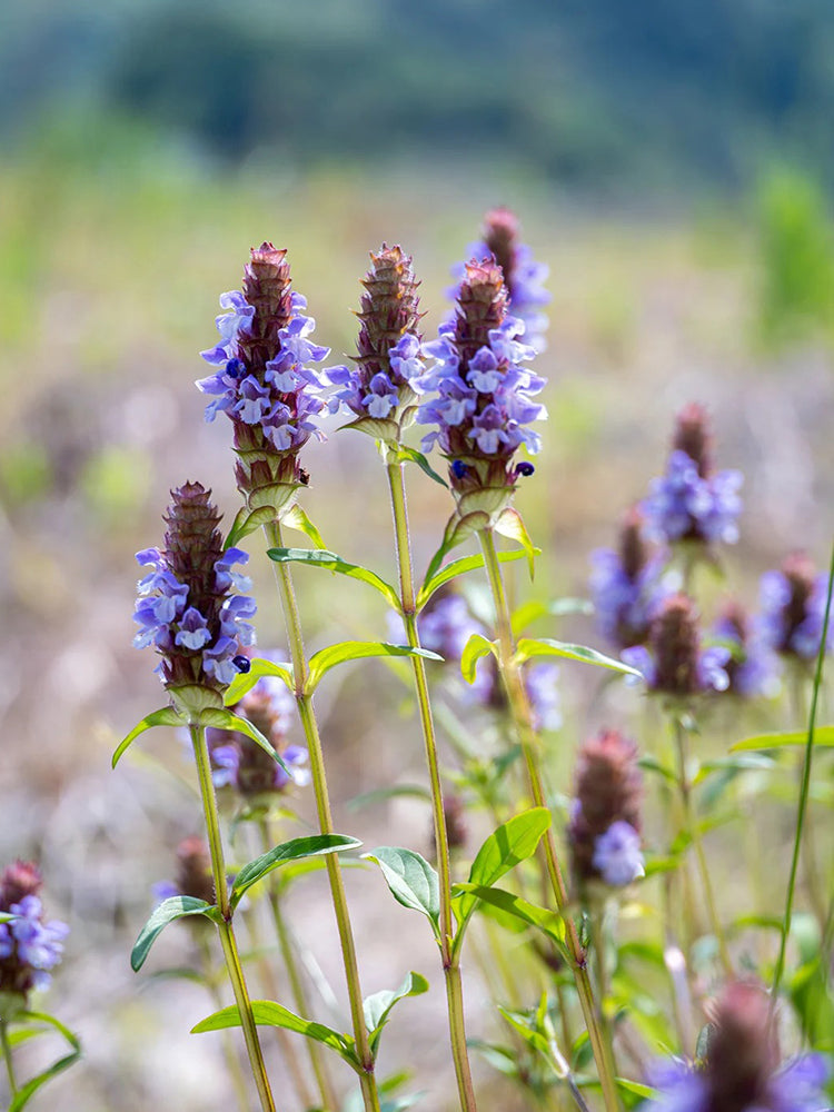 Large-Flowered Selfheal (Mixed Colors)