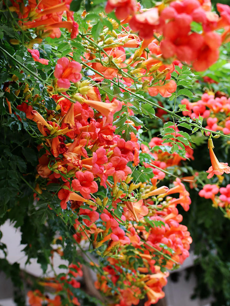 Chinese Trumpet Vine