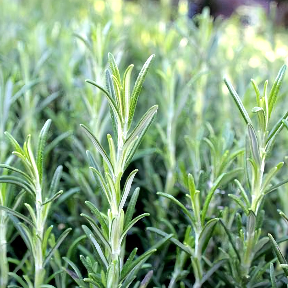 Aromatic Haven: Rosemary Seeds for Fragrant Gardens