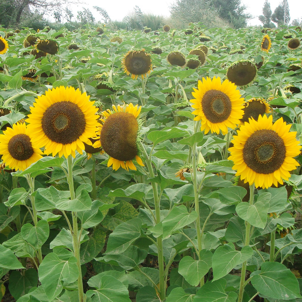 Golden-Brown Sunflower Seeds (60cm)