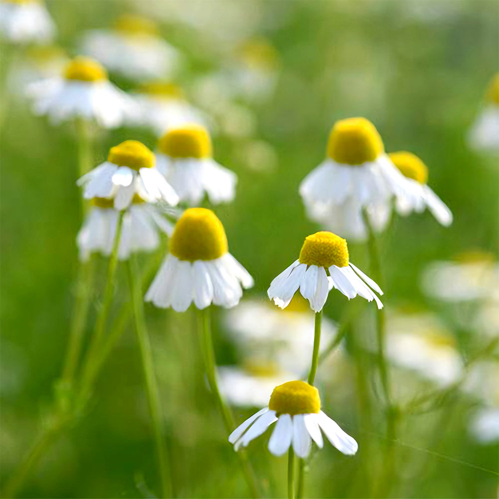 Hardy Chamomile Seeds with Invigorating Aroma - Thrives in Varied Soils