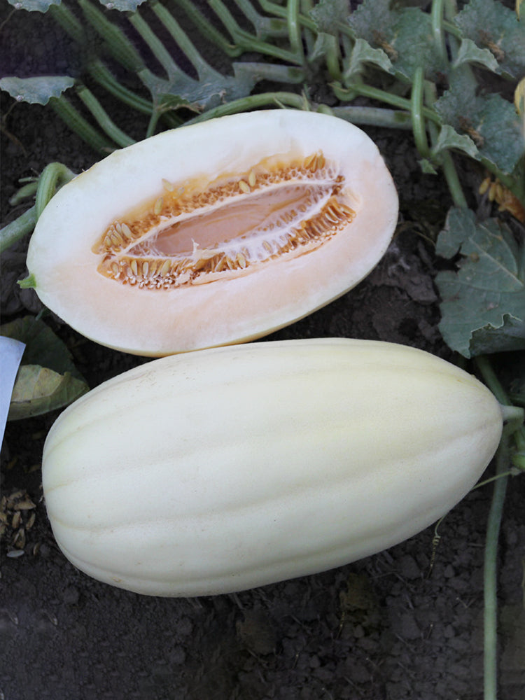 White Sweet Queen Melon