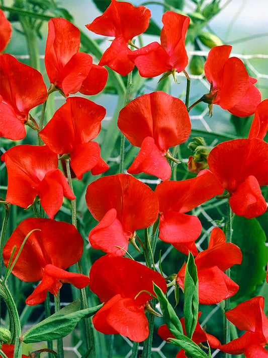 Tall Sweet Pea, Red