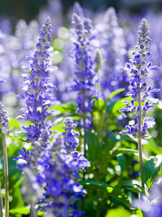Blue Hyssop Herb