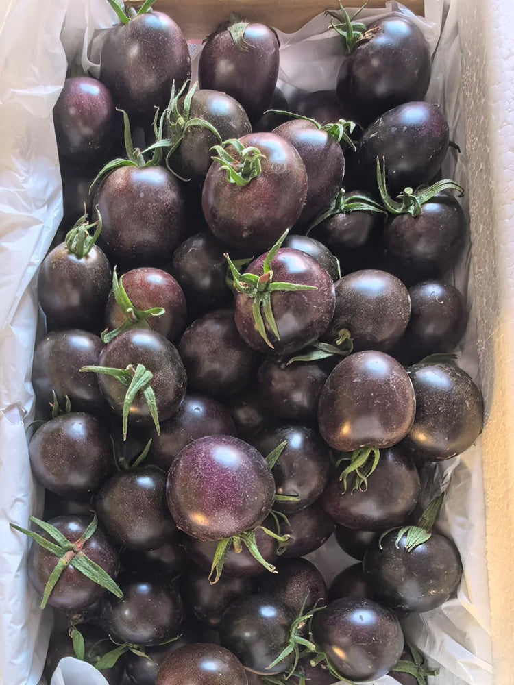 Black Enchantress Fruit Tomato