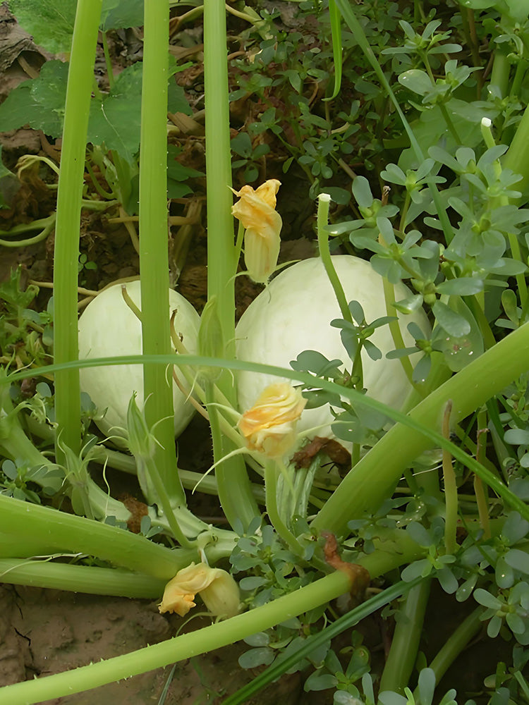 Golden Thread Squash
