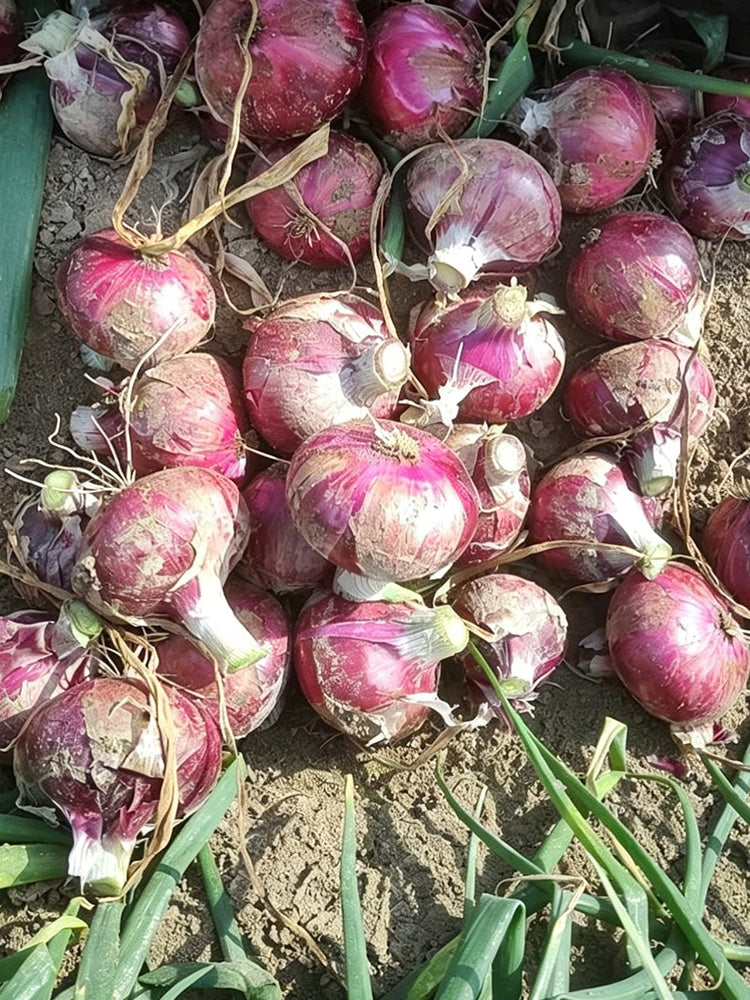 Zilu No.3 Purple Onion