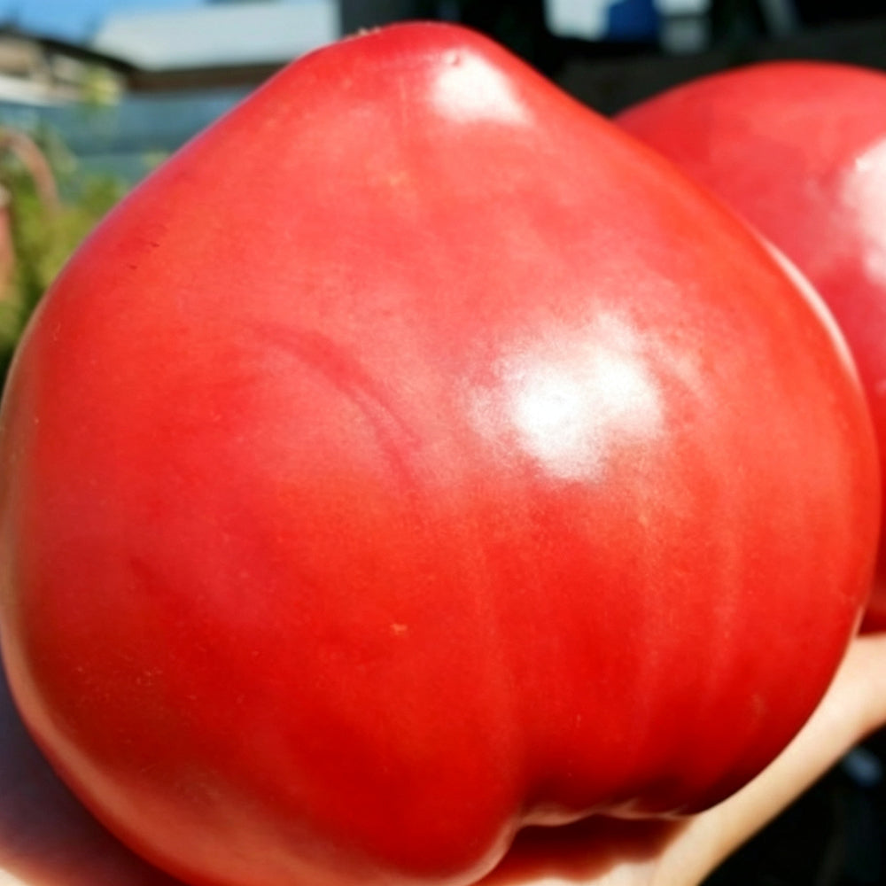 820 Strawberry Heavyweight Tomato