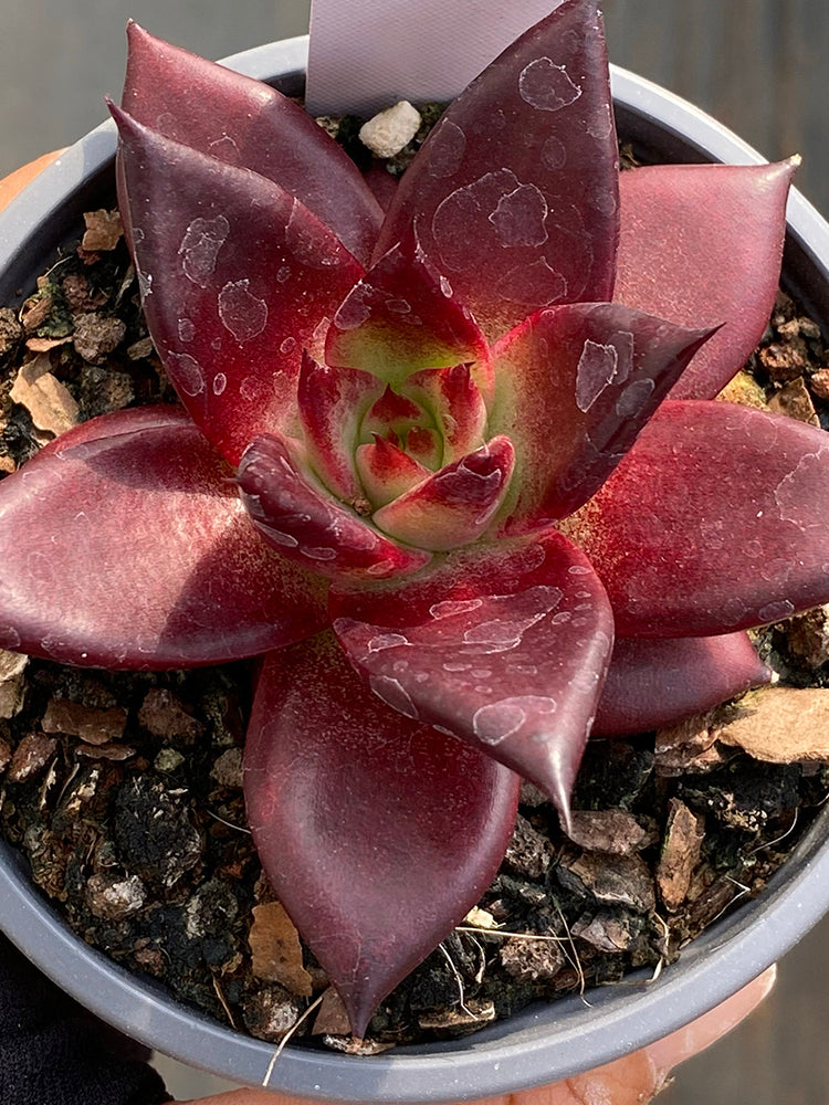 Echeveria cv. 'Robin'