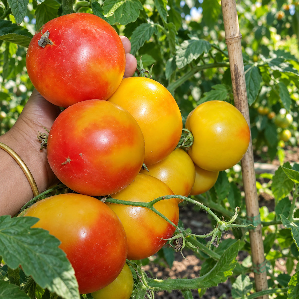 404 Little Sunburst Tomato