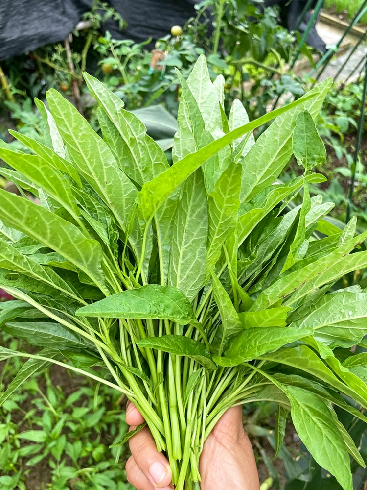 Green Willow Leaf Amaranth