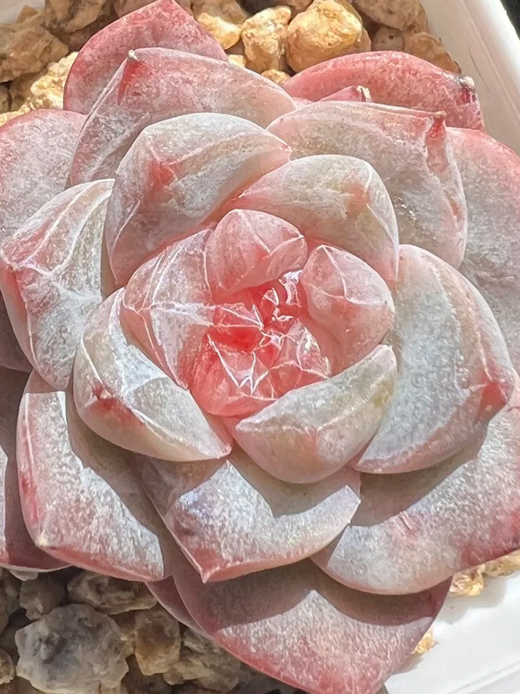 Echeveria cv. 'Pink Diamond'