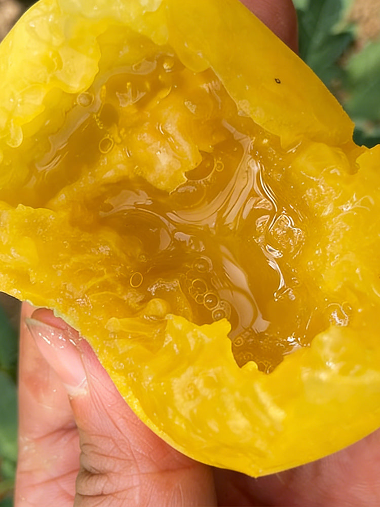 Super Sweet Yellow Peach Fruit Tomato
