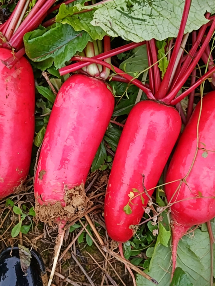 'Qishan Laobukang No.1' Water Radish