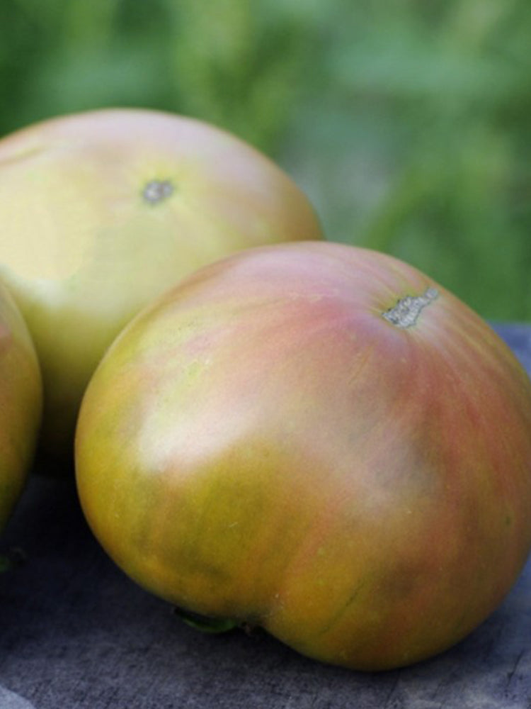 Muddy Mamba Tomato