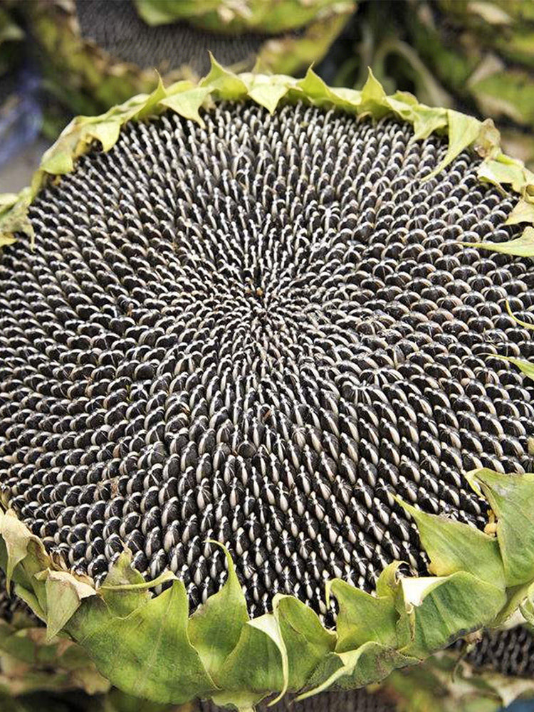 Black Three-Stripe Sunflower