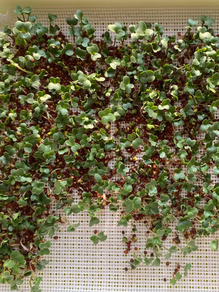 Clean Alfalfa Sprouting Seeds