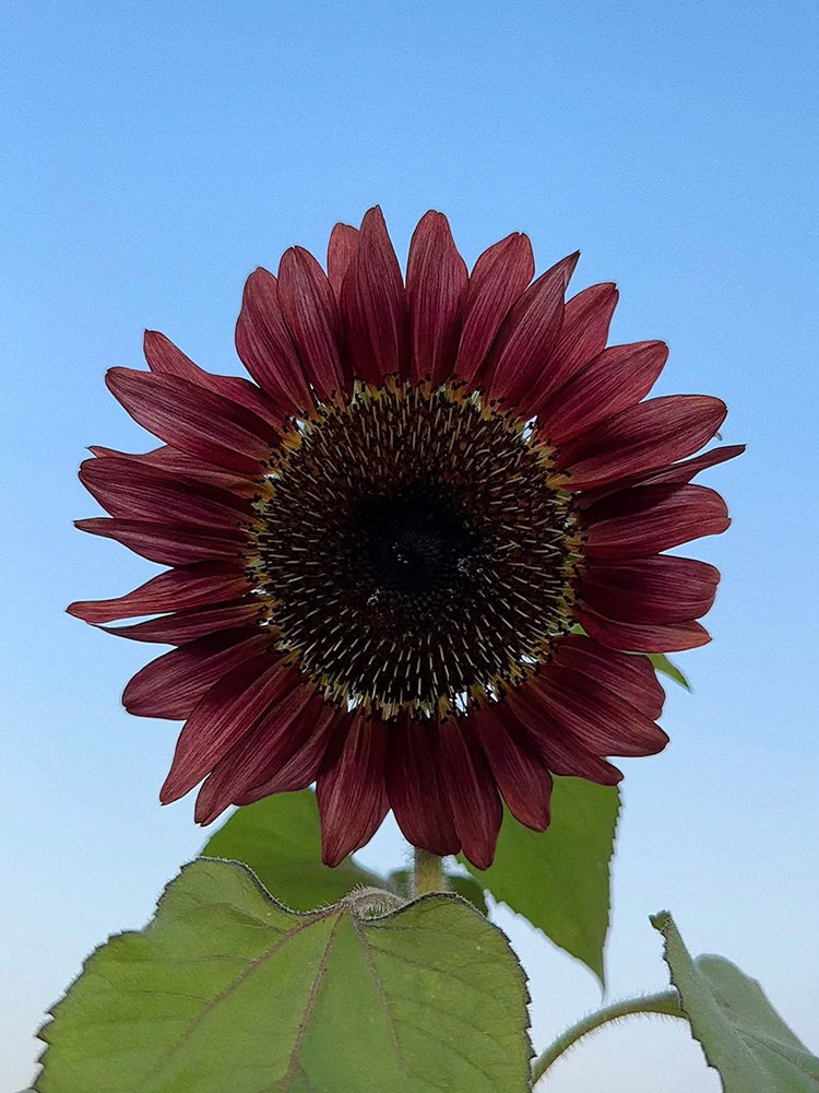 HEL25 Sunflower