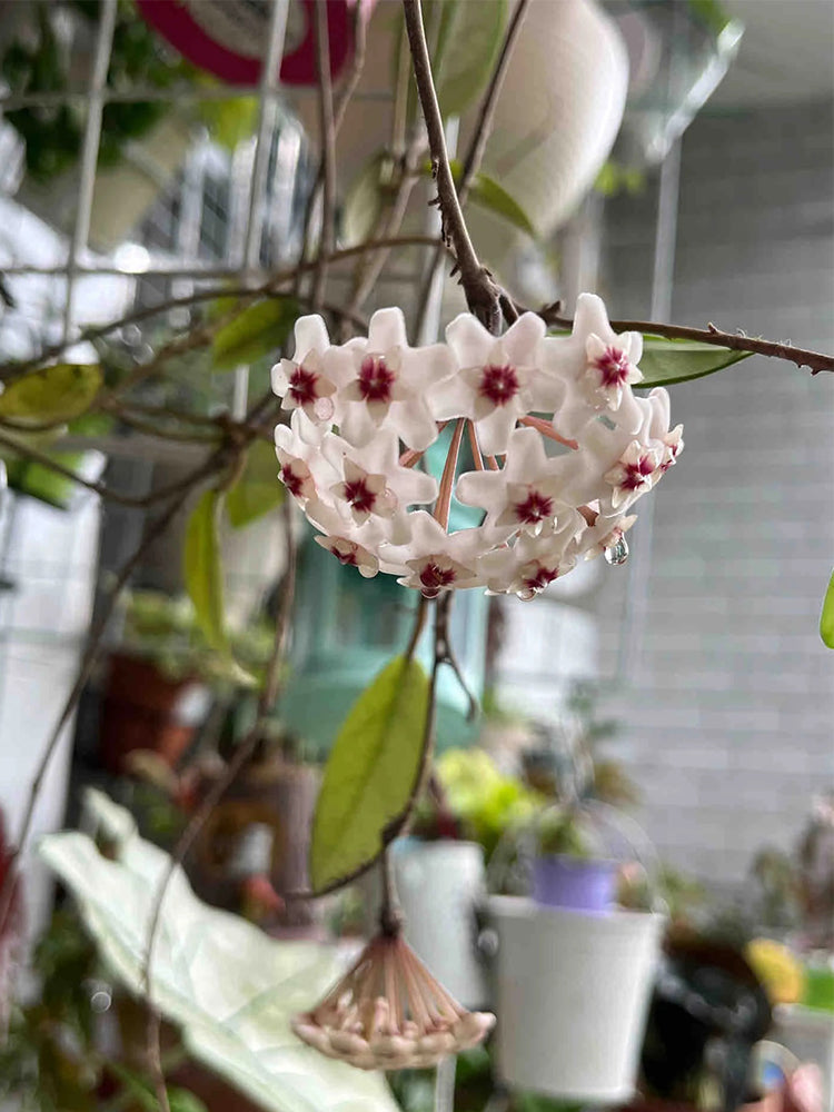 Hoya trinervia 'Splash' Unrooted Stem Cuttings
