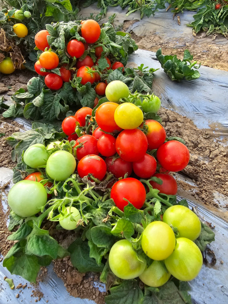 841 MiniBell Red Tomato
