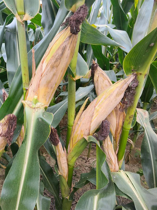 NK718 Corn Maize Hybrid