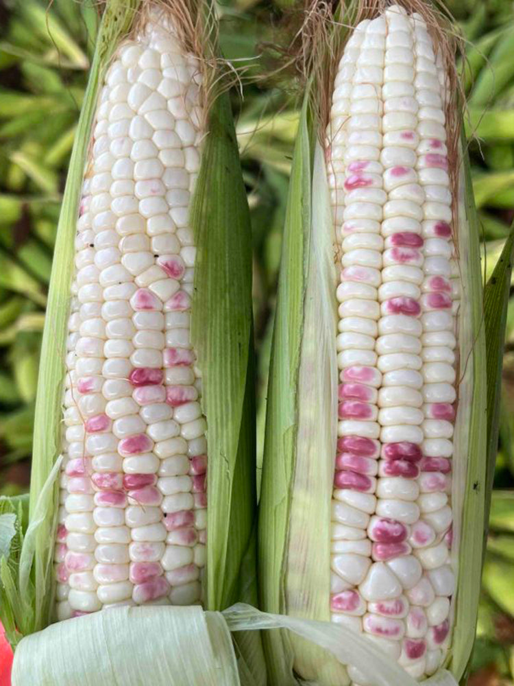 'Caitiannuo No. 6' Waxy Corn