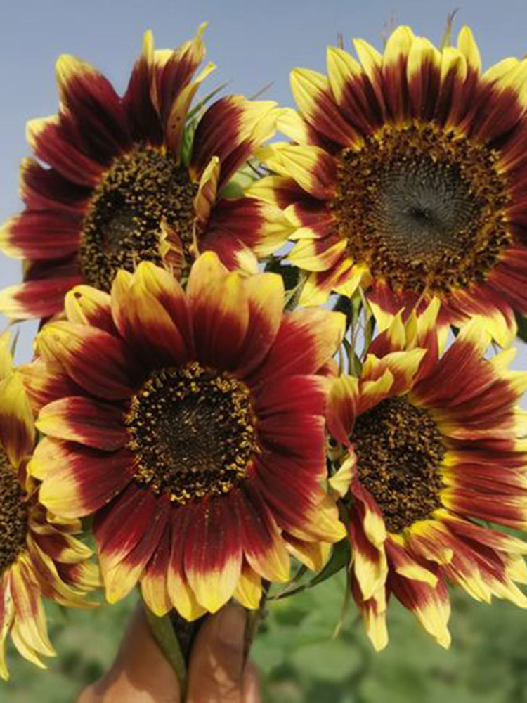 'Sunset Glow' Ornamental Sunflower