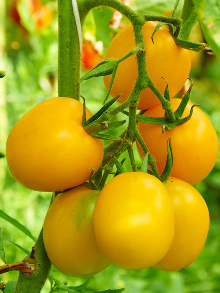 Super Sweet Yellow Peach Fruit Tomato