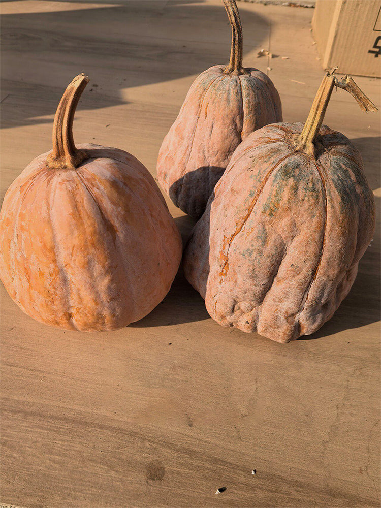 Jiami F1 Pumpkin