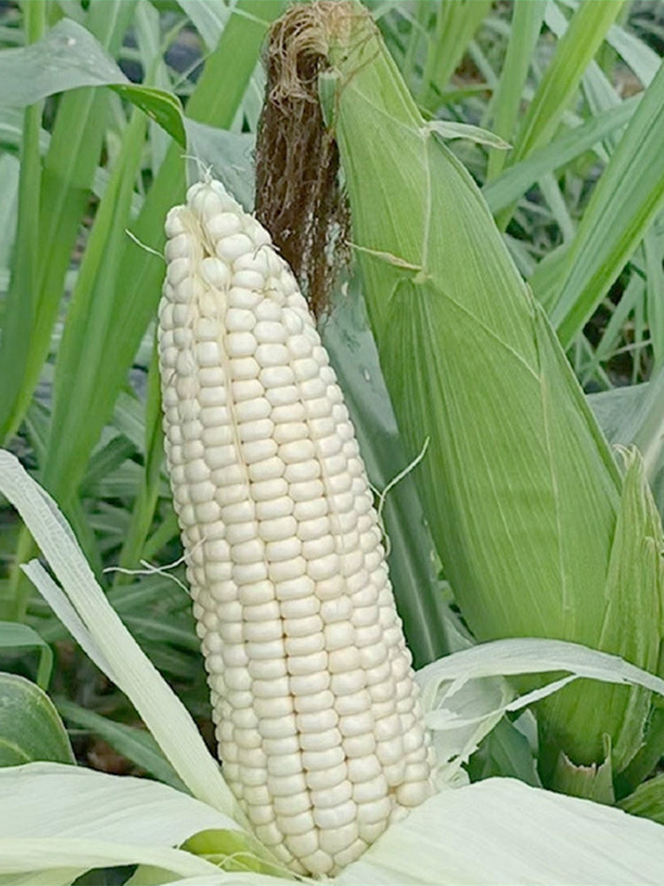 Sweet-waxy No.358 Corn