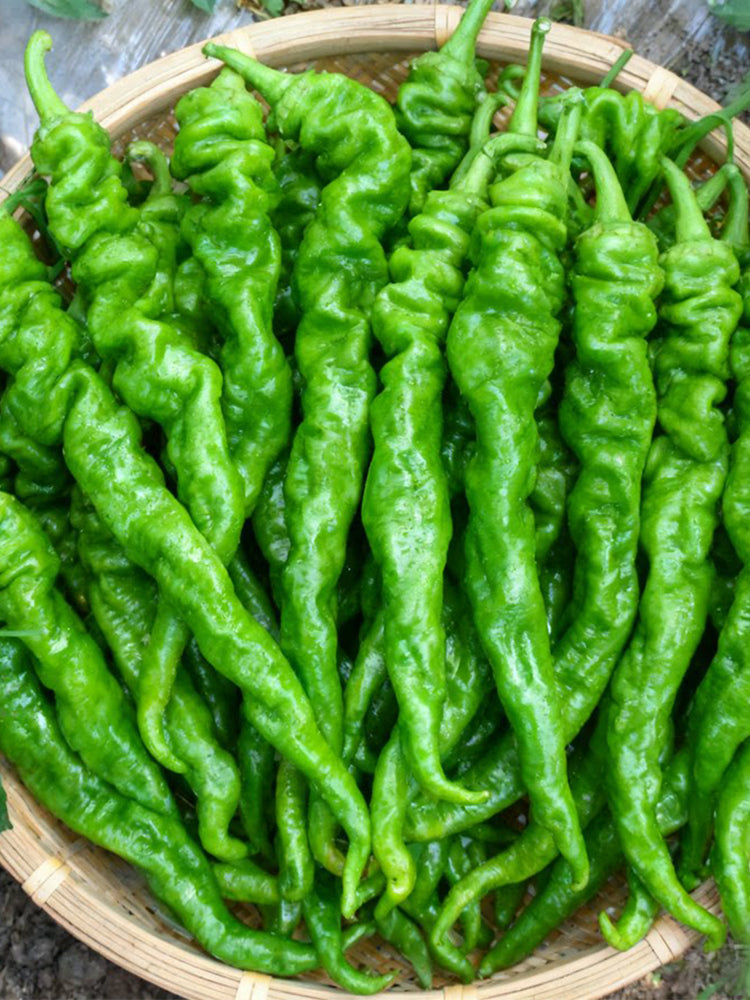 'Meinaxiang' Spiral Pepper