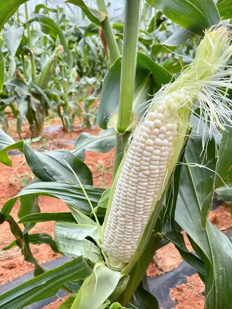 Jingbai Sweet-Waxy 968 Corn
