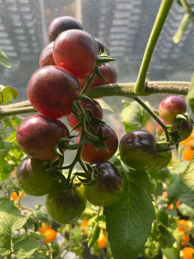 'Fairy Tale Sparkle' Tomato