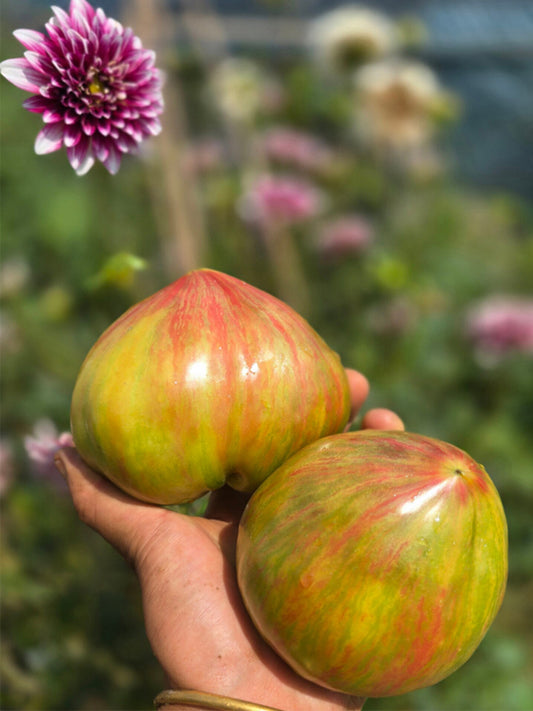 1024 Magic Rainbow Tomato